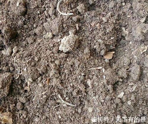  养花@养花最怕3种土，黄叶又烂根，半年变空盆，别忽视！