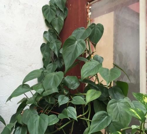 温暖湿润的环境@经常把植物花卉养死，可以尝试下面这些耐养的盆栽植物