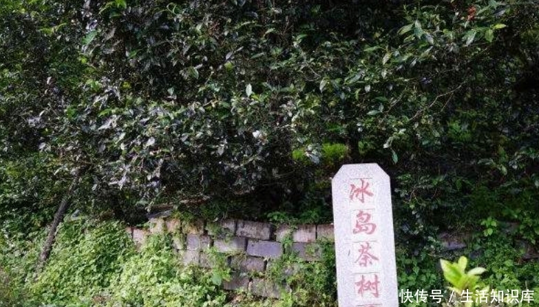 云南大山深处一村落：家家都住别墅，满山都是摇钱树收入不菲