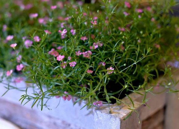  『凤仙花』家中有阳台，推荐养这些花卉，花开成团成簇，花朵艳丽又好看