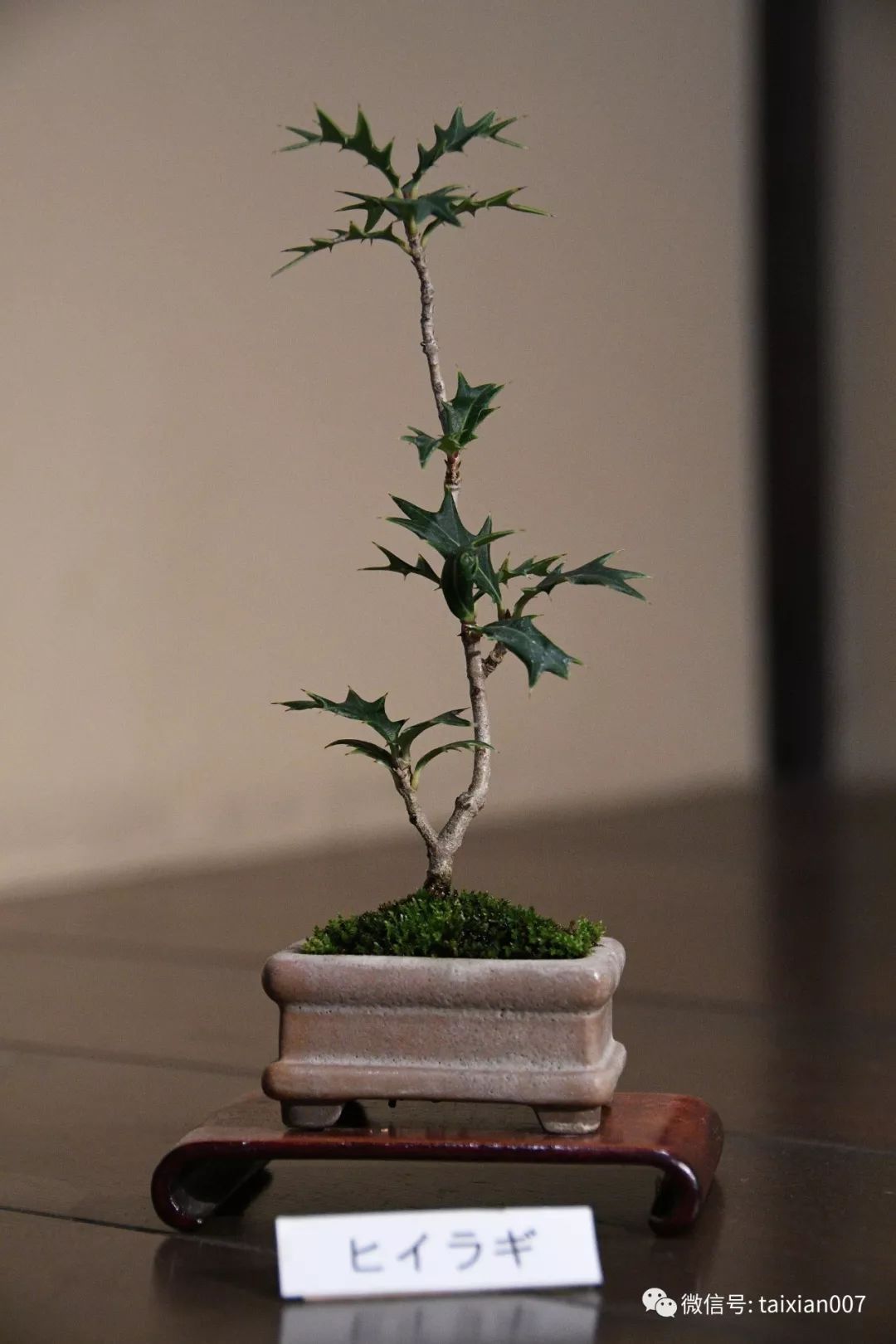 微盆景:把玩古朴的雅趣