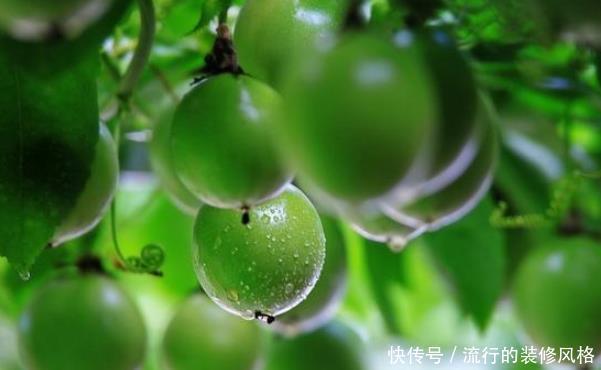  [够吃]阳台种盆延年益寿果，六月种九月开，竟没想到四季都够吃