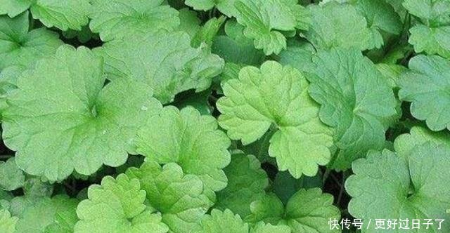 这种野草叫做活血丹，农村老人也叫它透骨风，你们知道有啥价值吗