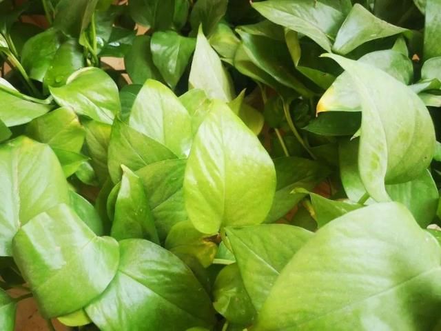  「图片作者」10种花，春天不能晒，躲屋里最安全！