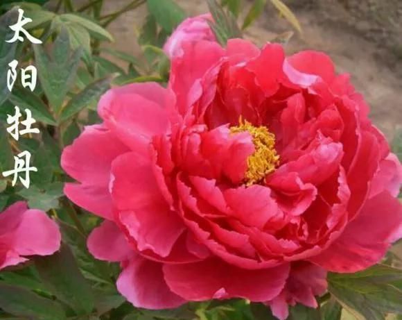  『牡丹』芍药和牡丹的区别图,看懂图就能轻松区分出来!