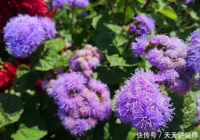  「春天」绣球不好养？不如养盆它，秋天开出一片梦幻紫