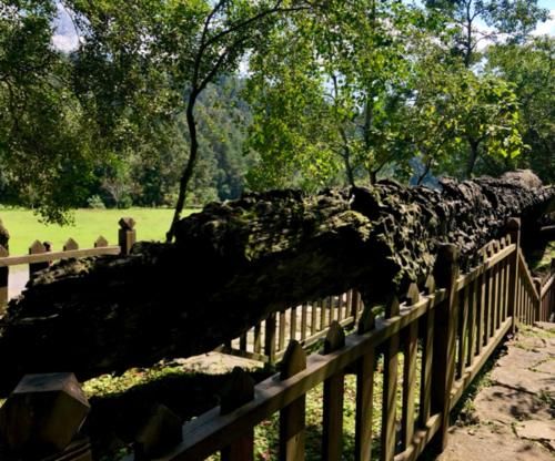 湖北最“低调”世界遗产,被誉“深山故宫”,20吨乌木价值连城