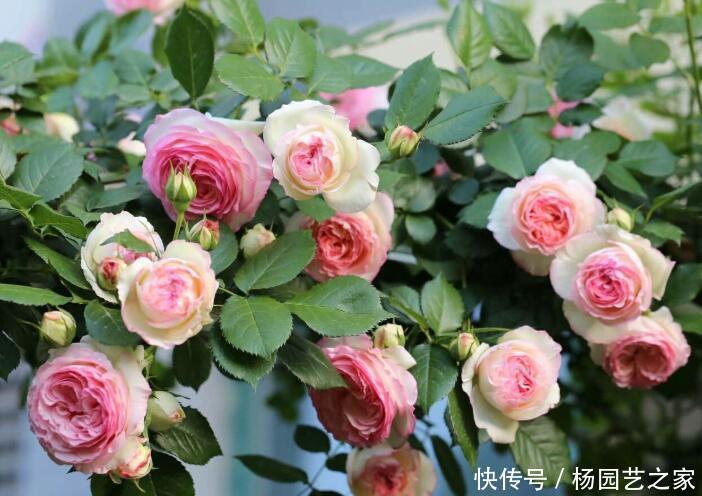 『花朵』3种“爬墙花”,开花旺,开花多,满墙花朵真好看