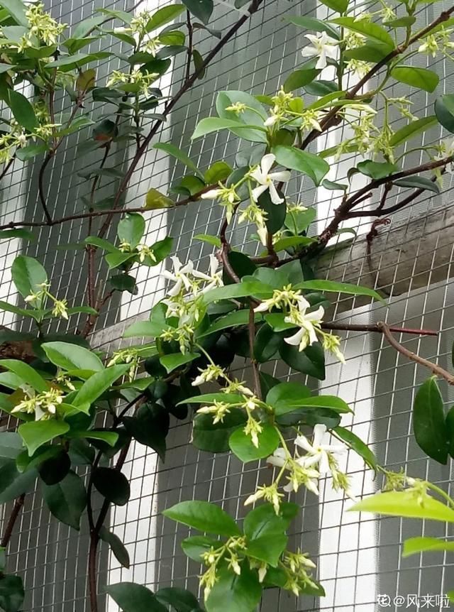  开出漂亮■阳春三月，出门踏青，原来有这么多漂亮花！