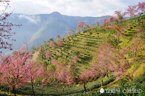 云南最低调山谷，冬季里樱花盛开似锦，游客不多还免门票