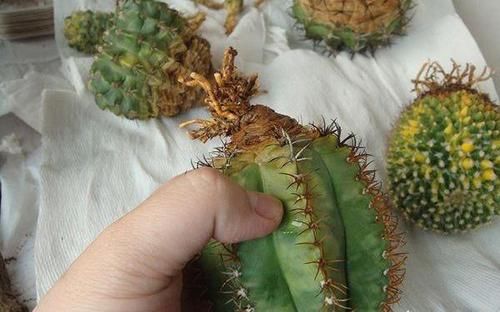  『剪掉』新买的仙人球，剪掉“腐烂根”，个个爱开花，比茉莉、栀子还漂亮