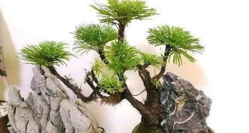  【花钱】山上一种植物，是盆栽佳品，懂花的人见到就挖，省下买花钱