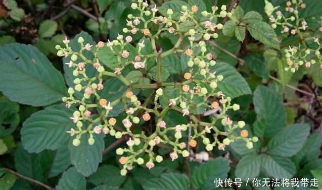  药材|深山里罕见的“乌蔹莓”过去被农民当杂草，殊不知药材价值