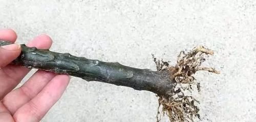  「家里」花朵迷人芬芳的鸡蛋花，还能用枝条培育成家里的盆栽