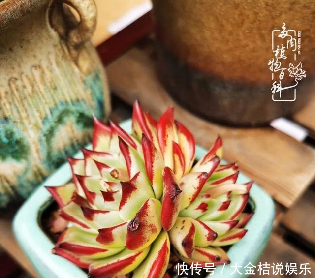  [黄皮乌木]养肉养花要用心，用心呵护，还你精彩每一天！