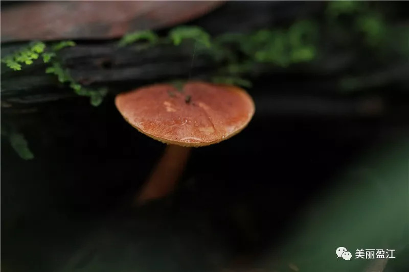 德宏盈江有个"云端上的寨子"