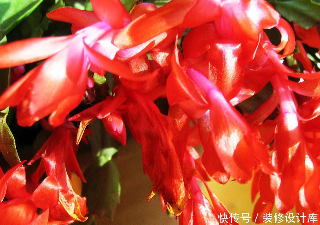 『蟹爪兰』家中选择养护花卉,家养护3种花卉,花色绚丽多彩,美丽漂亮的花