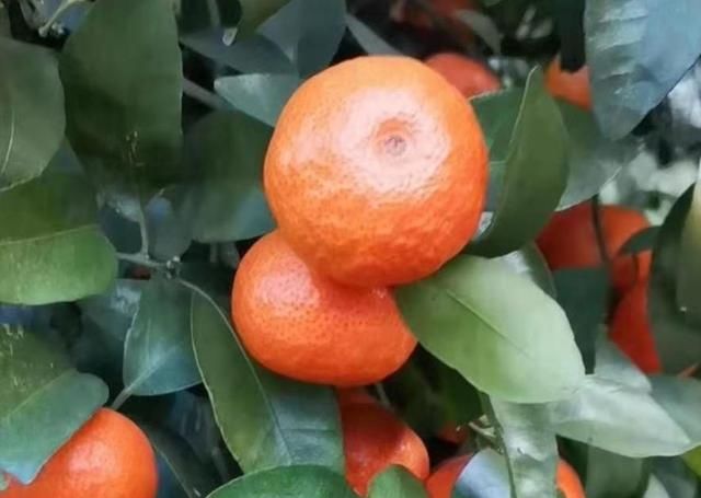  「发酵」砂糖橘行情低迷，果农砍树还是继续种植？没有品质都是