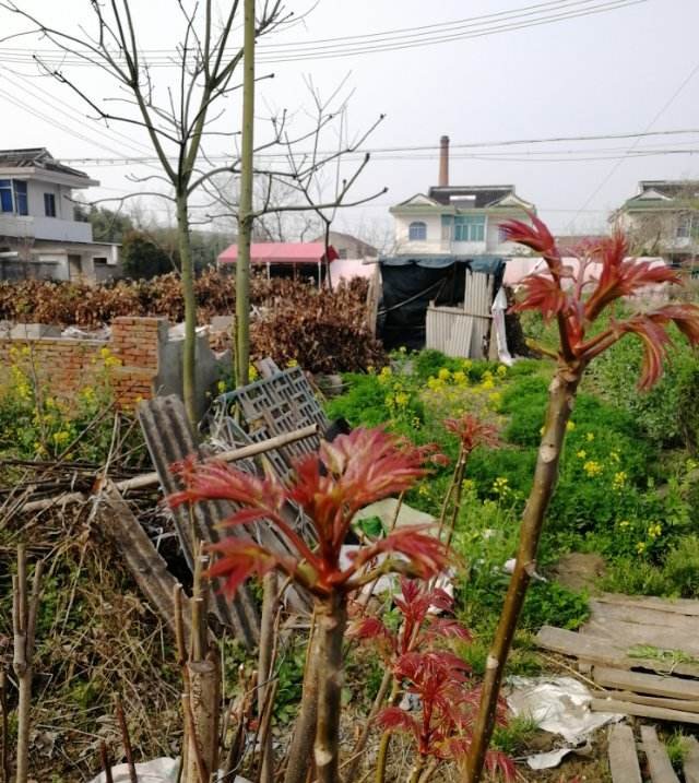  【喜欢】2种野菜，光听名字好像就能闻到味儿，有人喜欢有人厌