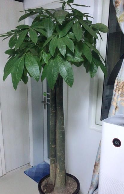  「就行」不会养发财树，教你“管理”小技巧，不黄叶不烂根，枝叶繁茂油亮