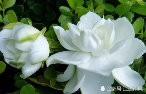  『营养』栀子花是个“小酒鬼”，生长旺盛期给它喝几口，枝繁叶茂花苞多！