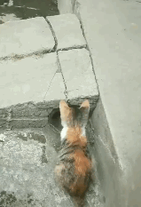 下水道@两只流浪猫向好心人求助,搭救下水道的猫咪,画面让人心疼不已