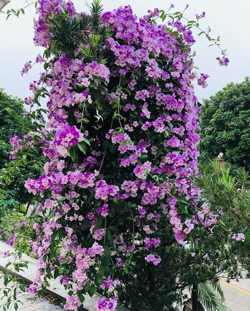  花海■藤本植物，有“紫铃藤”就够了，一树多色花，给你一片花海