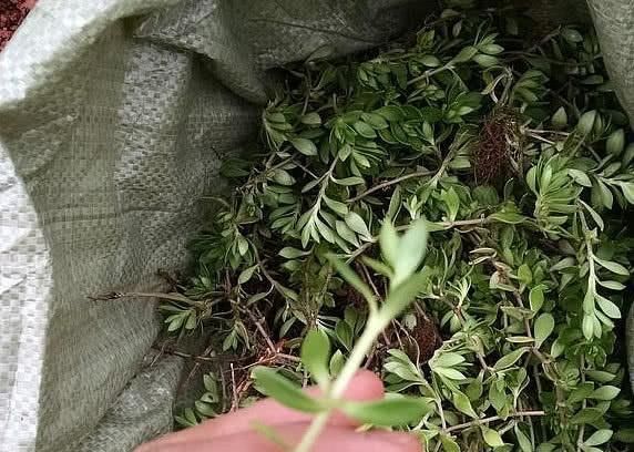  [大片]这一大片荒地“野草”，采来可治拉肚子，扔起花盆蹭蹭变漂亮盆栽