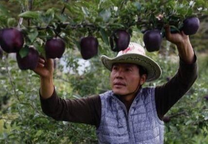 院子里不要种菜了！此果树-15度冻不死，比蜂蜜都甜，好吃好养！