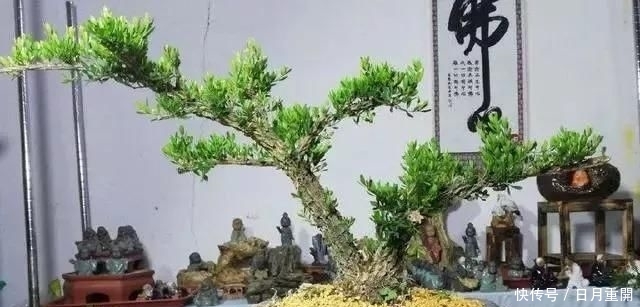 #南方#10年前一盆上万,10年后一盆十块,烂大街的黄杨,被玩坏的盆景