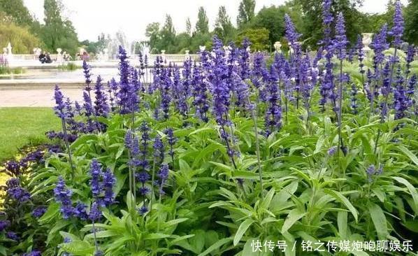  「盆栽技巧」夏季烦恼高温天蚊蝇乱飞？趁早盆栽4种植物，既能观赏又贼实用