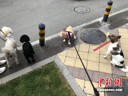 网传毒狗药异烟肼竟被网上叫卖，律师称投放有毒物质触犯刑法