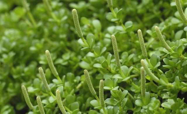 新宠|家居新宠豆瓣绿养护“小技巧”,家里养一盆,枝叶浓密又碧绿