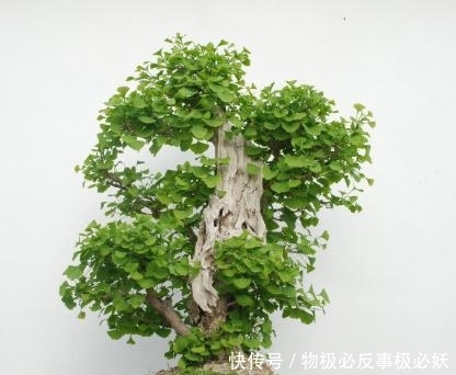  「盆景创作」玩银杏老桩，如何使它的叶片变小？这是我见过最全面的办法，收藏