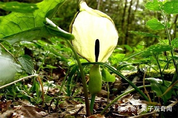  「植物」植物也会发热？来看看吧