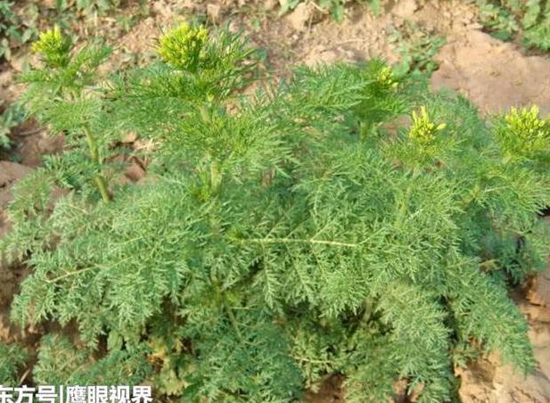 农村田间的这种野草，农民嫌弃，其实它是治疗肺源性心脏病的良药