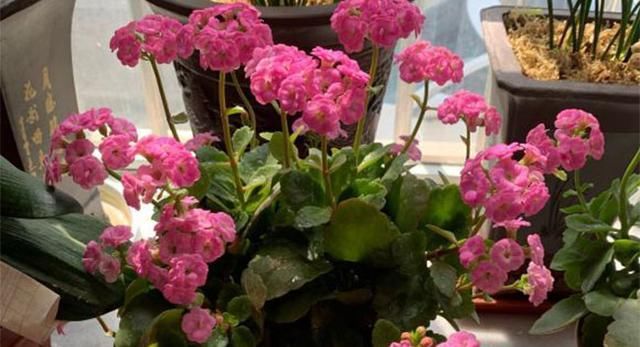  「花期」适合春季种植的花卉有哪些？花期长达300天的花卉品种