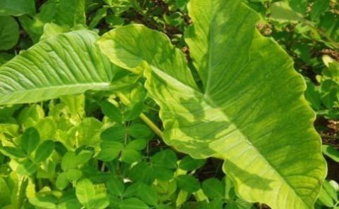 民间一荨麻疹好土方,红斑瘙痒不见,用过说好