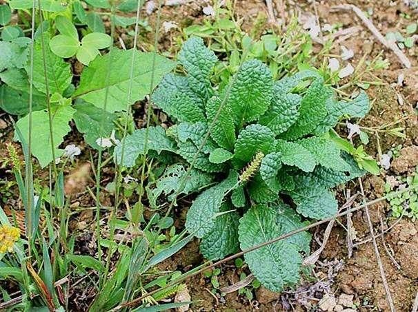 茅厕边生长的“丑草”，却是穷人的“救命草”，现在晒干7元一斤