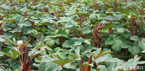 农村种植一种不常见的蔬菜，每亩产4000斤，一斤能卖到20块