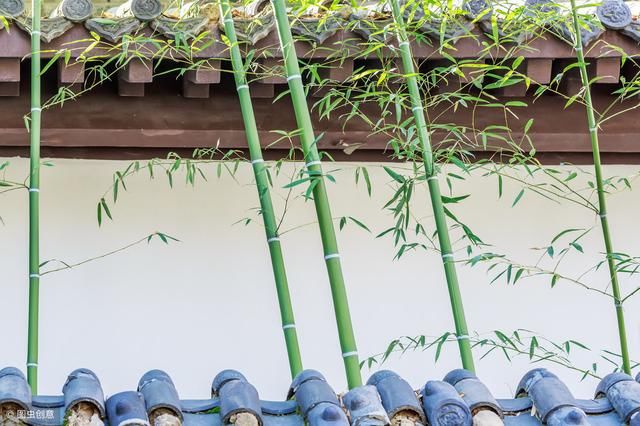 农村庭院很爱种植竹子，种植竹子都有什么寓意和好处呢？