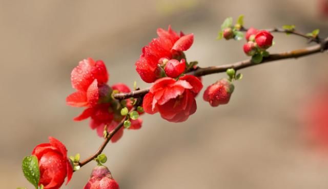  『花开』海棠花在室内开，注意这些养护知识，花开又大又艳丽！