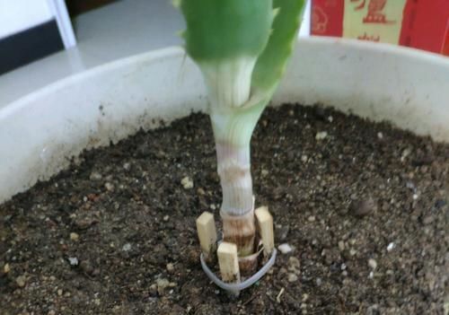  图解■图解盆栽芦荟常见的5种烂根方式，芦荟烂根了怎么办？