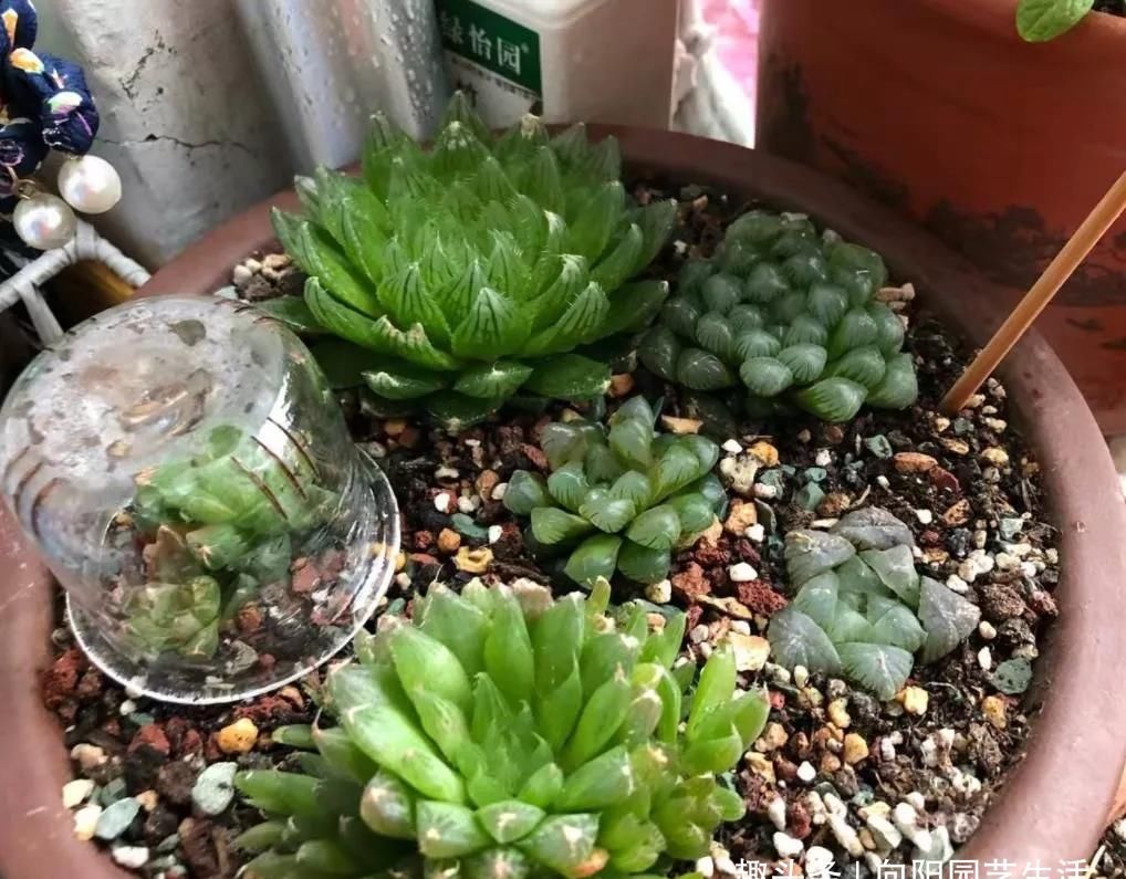  『出水』玉露套个“塑料瓶”，高温加高湿，叶子通透明亮，一掐都出水