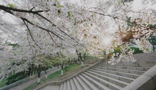  「究竟」云看花，中国美丽高等院校究竟看哪儿？