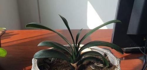  『趁早』这3种植物，等到开花再修剪就晚了，趁早剪，花草少受伤害