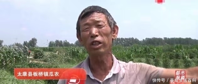 河南太康：西瓜丰收运不出，瓜农急得直跺脚，限高“封路”为哪般