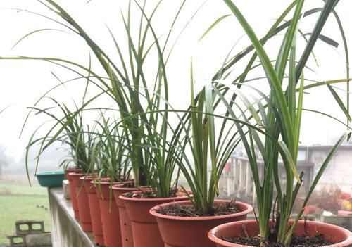  『植物』兰花根系和开花的关系，磷酸二氢钾会使兰花中毒是怎么回事？