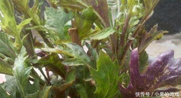 这种外来入侵野草，被国人称作“天然降压草”，曾卖200元1斤