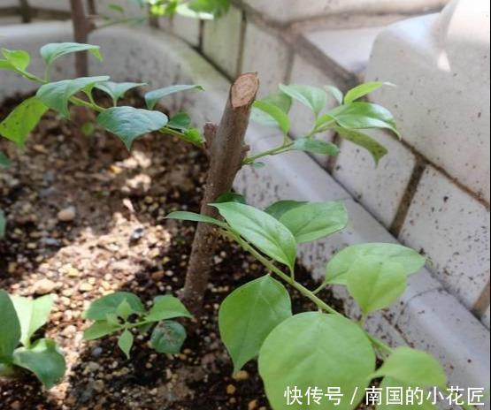  『三角梅』这3种花太贵，别再买了，剪几个枝就能扦插几十盆